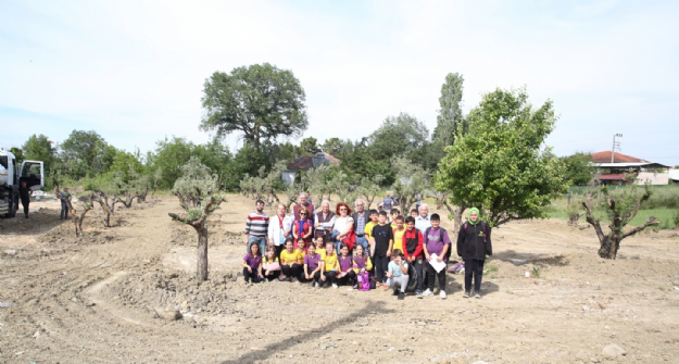 Öğrenciler Zeytin Ağaçlarını Yeni Yerine Taşıdı