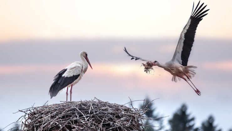Bursa’da Uluslararası Leylek Şenliği Başlıyor