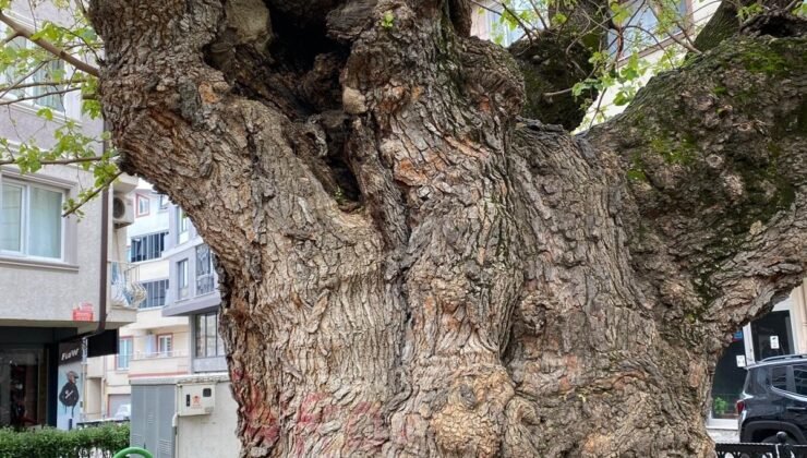 Osmangazi’de Asırlık Ağacın Yaraları Sarıldı