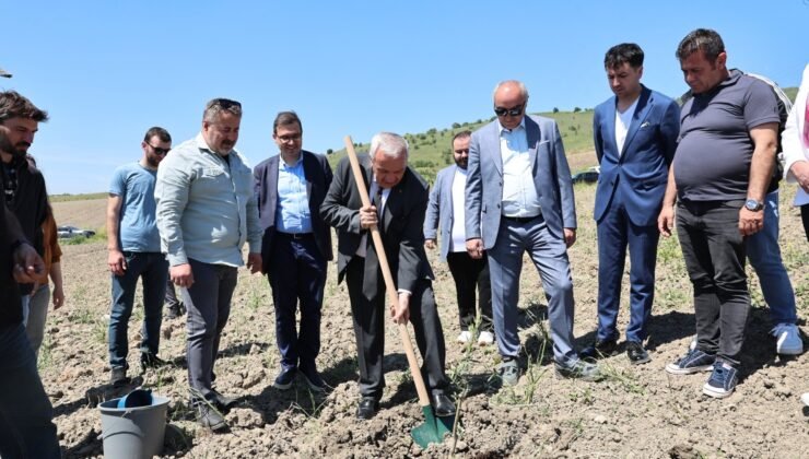 Nilüfer Belediyesi Konaklı’ya 800 Zeytin Fidanı