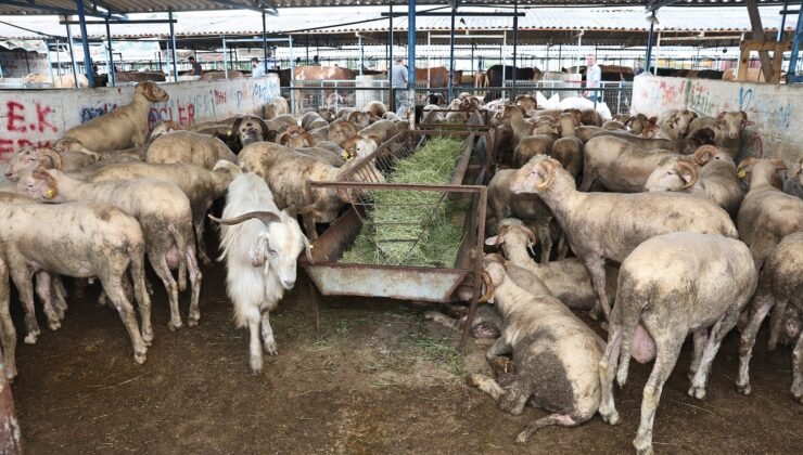 Nilüfer Belediyesi, Kurban Bayramı Hazırlıklarını Tamamladı