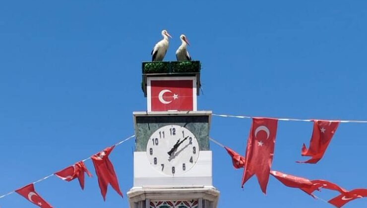 İznik’te Can ve Canan Leylek Yuvalarına Geldi