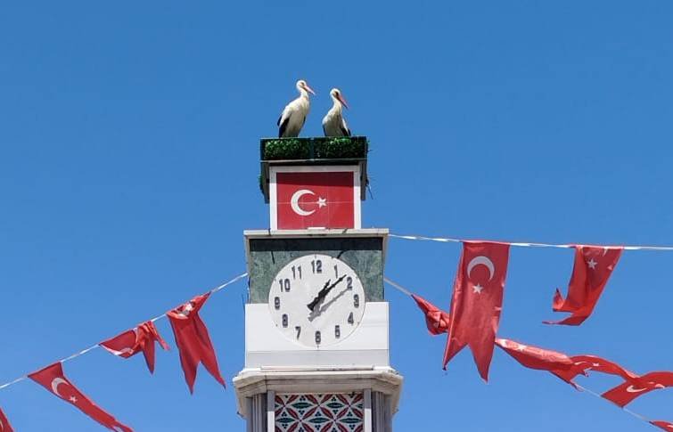 İznik’te Can ve Canan Leylek Yuvalarına Geldi