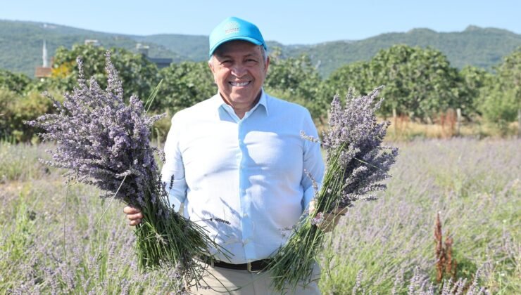 Nilüfer’de Lavanta Üretim Projesinde Bu Yılın Hasadı Başladı