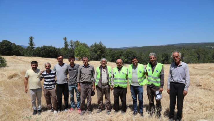 Siyez Buğdayının ilk Hasadında Hasat Bereketi