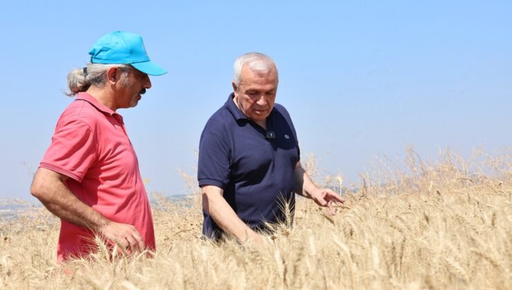 Nillüfer’de ilk Buğday Hasadı Başladı