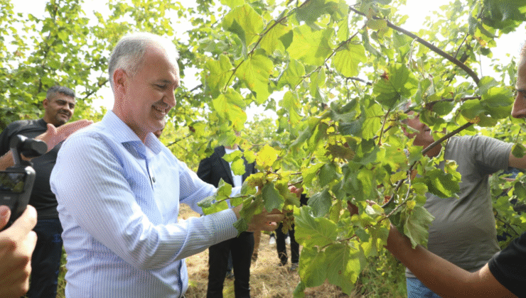 İNEGÖL BELEDİYE BAŞKANI ALPER TABAN FINDIK HASADINA KATILDI