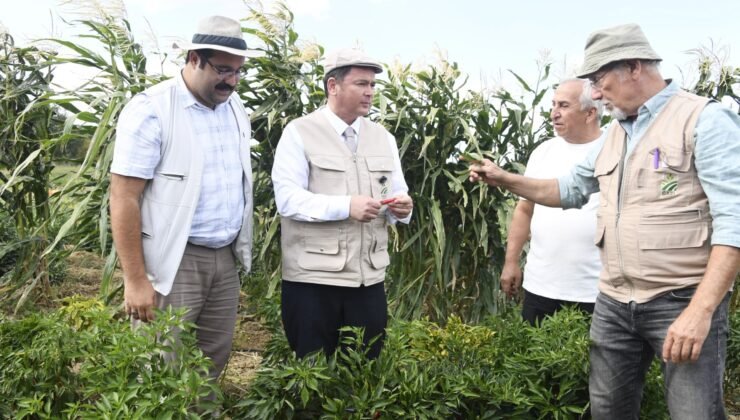 Osmangazi’de Kaybolmaya Yüz Tutmuş Ata Tohumları Yetişiyor