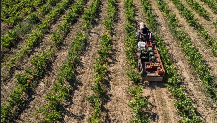 Pancar ve Üzüm Hasadında Verimin Anahtarı Doğru Lastik Seçimi