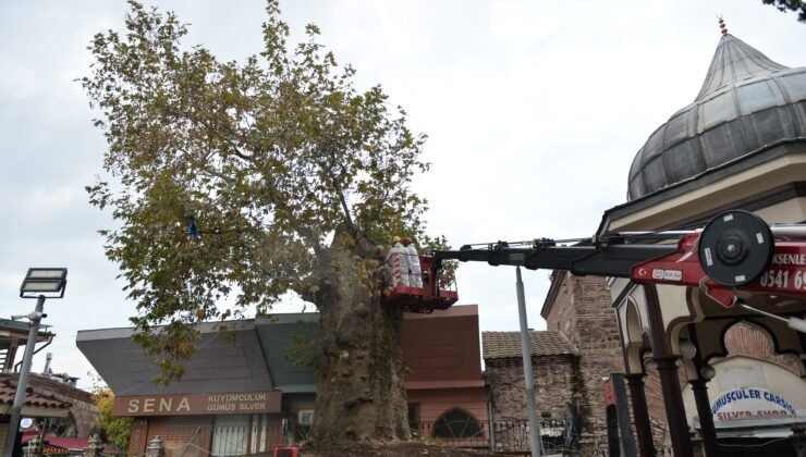 Bursa’nın Asırlık Çınar Ağacı Koruma Altına Alındı