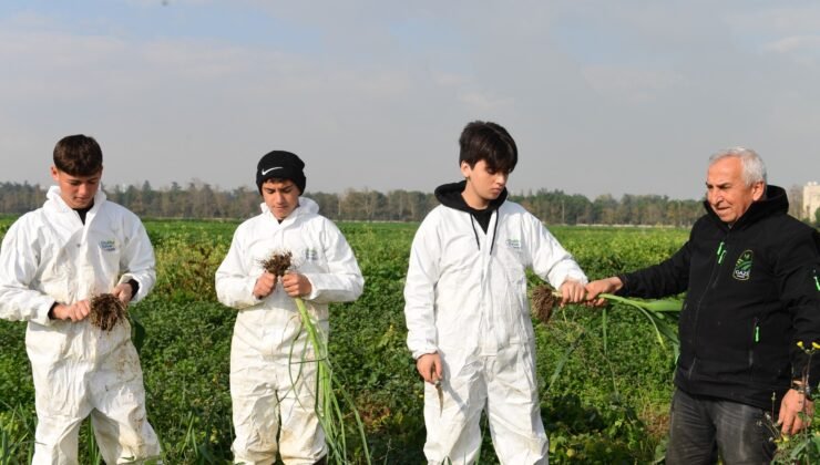 Osmangazi’de Pırasa Hasadıyla Doğallık Sofralara Taşınıyor
