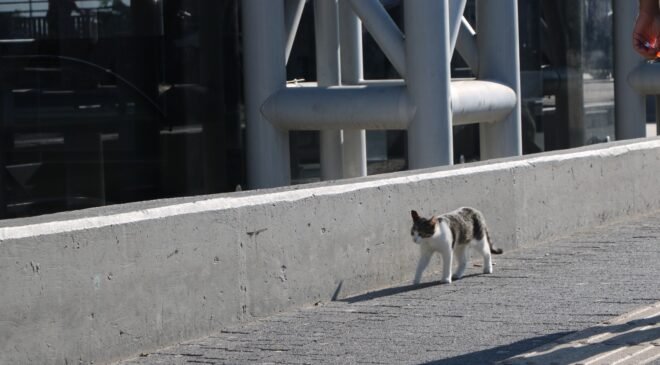 BURULAŞ’tan Patili Dostlar için Düzenli ve Güvenli Beslenme Çağrısı