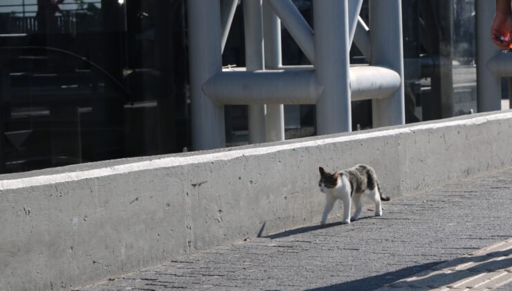 BURULAŞ’tan Patili Dostlar için Düzenli ve Güvenli Beslenme Çağrısı
