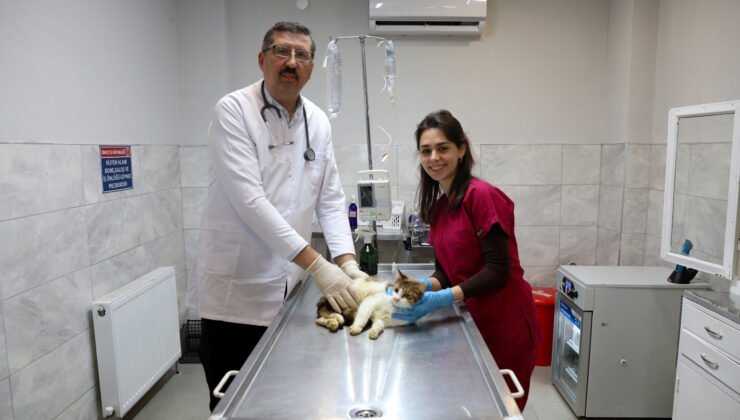 Yaralı Kediye Büyükşehir Belediyesi Şefkati