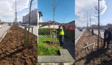 Bursa’nın 700 Yıllık Mirası 700 Çınarla Kök Salıyor