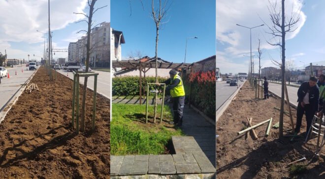 Bursa’nın 700 Yıllık Mirası 700 Çınarla Kök Salıyor