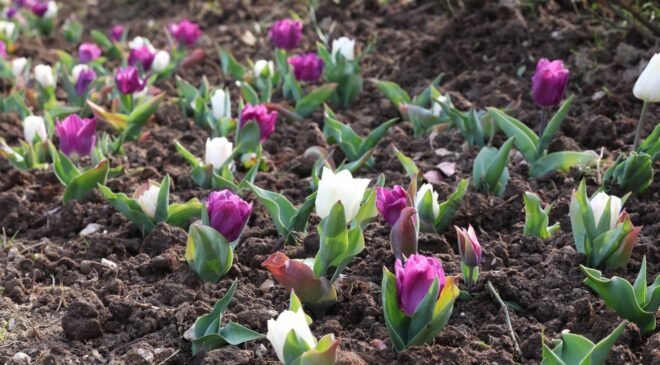 Osmangazi’nin Her Bir Noktası Çiçek Açıyor