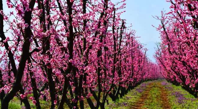 İznik Çiçek Bahçesine Dönüştü