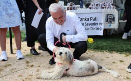Nilüfer’de Sahiplendirme Şenliğinde Can Dostlara Yeni Yuva