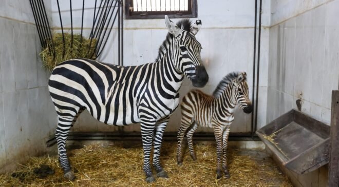 Bursa Hayvanat Bahçesi’nde Zebra Ailesi Çoğalıyor