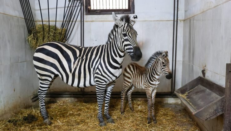 Bursa Hayvanat Bahçesi’nde Zebra Ailesi Çoğalıyor