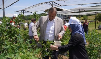 Maviyemiş Hasadı İznik’te Başladı