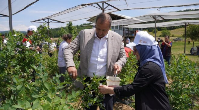 Maviyemiş Hasadı İznik’te Başladı