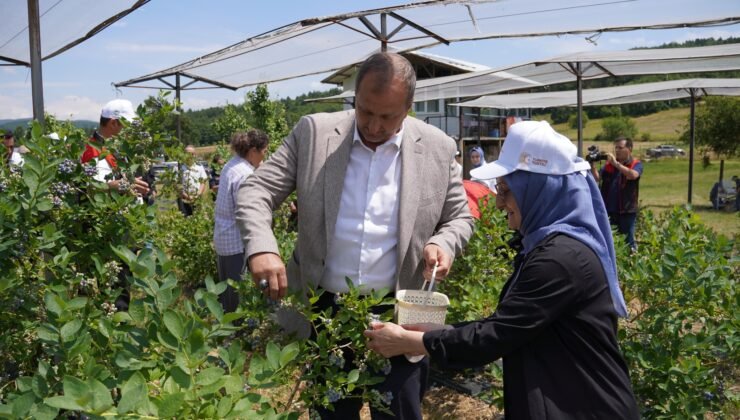 Maviyemiş Hasadı İznik’te Başladı